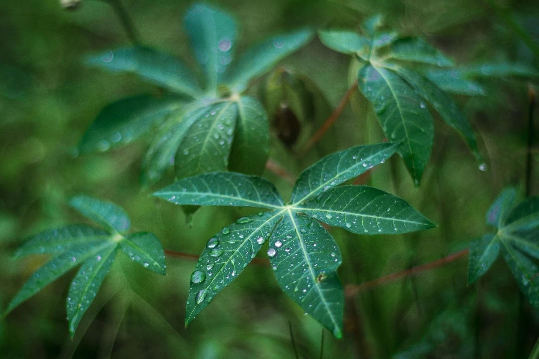Tapioca leaves