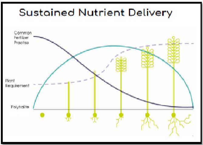 Sustained Nutrient Delivery