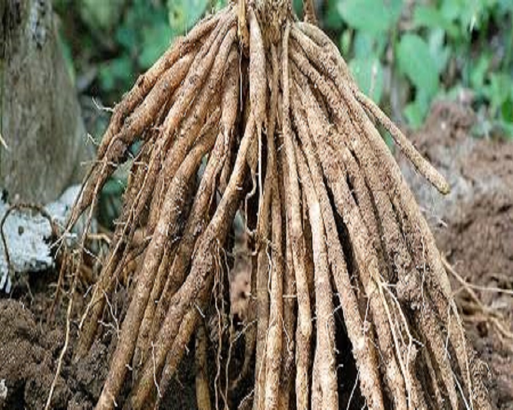 ശതാവരി കിഴങ്ങ്