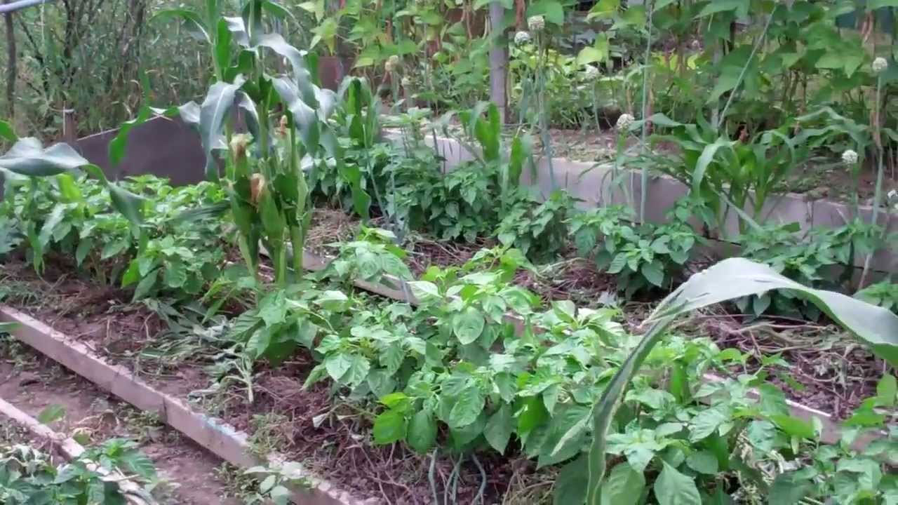 Planning to start a vegetable garden at home? Then read this