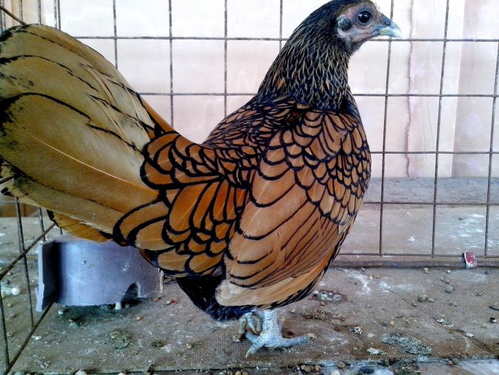 Ornamental chicken