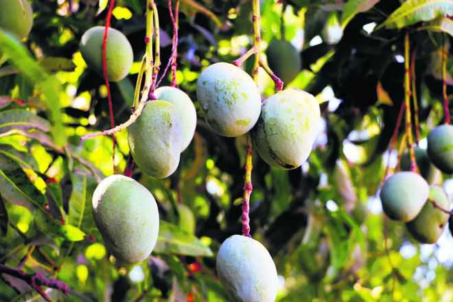 121 varieties of mangoes in a single tree.