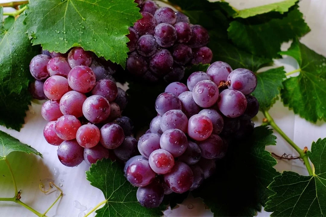 Rubi Roman Grapes