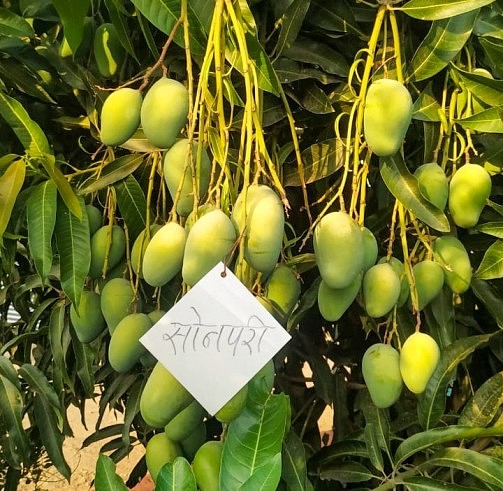 labelled mango variety