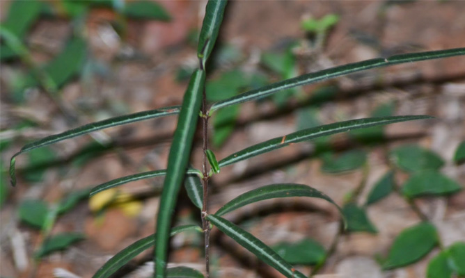 നന്നാറി അഥവാ നറുനീണ്ടി