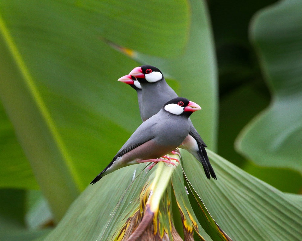 Java Sparrows