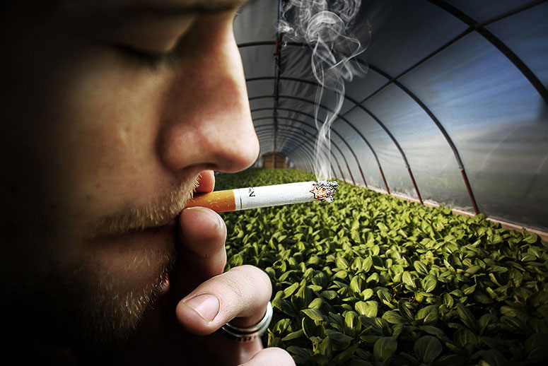 Smoking is harmful to plants too