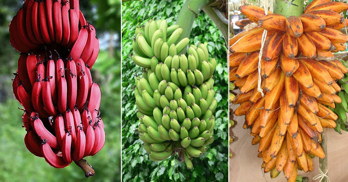 Different types of bananas