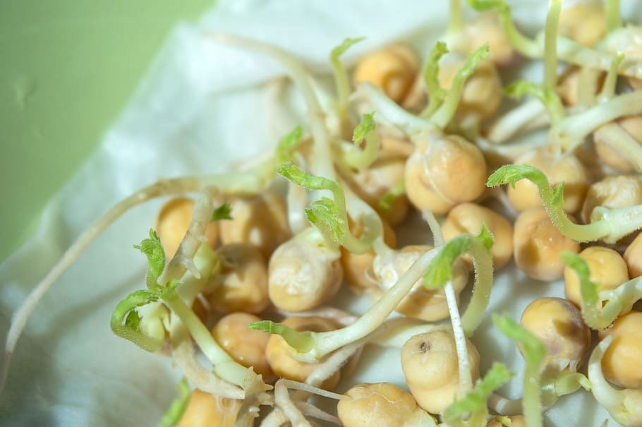 Sprouted Legumes