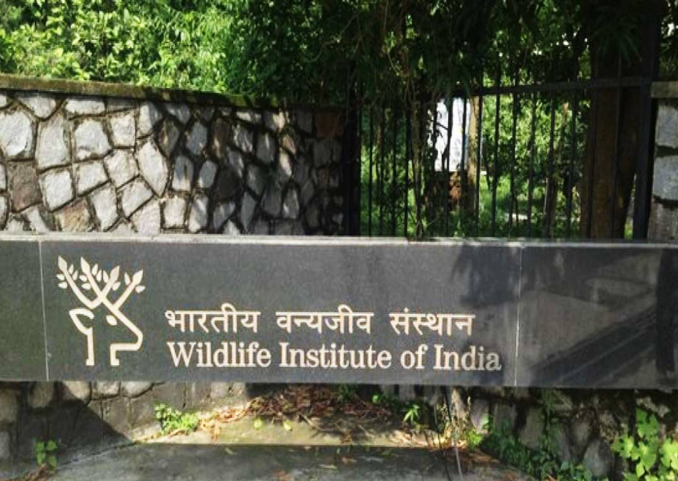 Wild life institute of India
