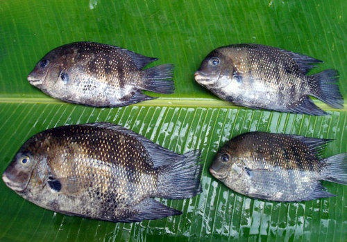 Pearl spot fish, also popularly known as Karimeen or Chromide