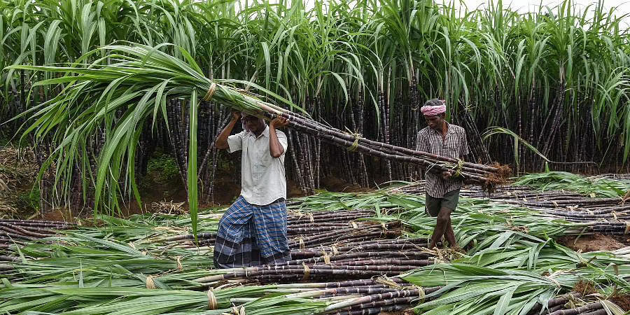 Government approval for fair and profitable pricing of sugarcane