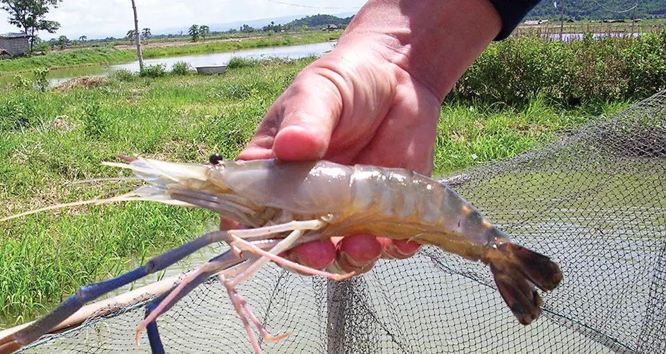 A rare disease of shrimps is a major problem for farmers
