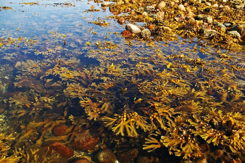 Lakshadweep with seaweed cultivation to strengthen the economy