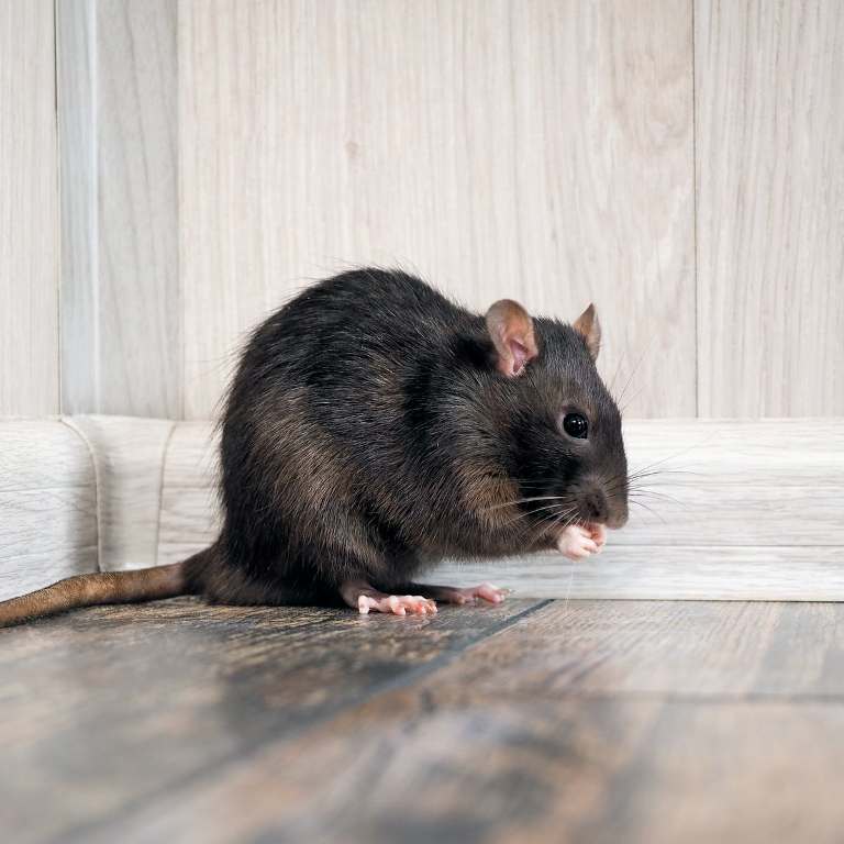 Are you suffering with rat? solutions