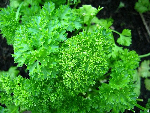 These herbs are good for keeping the kidneys healthy;