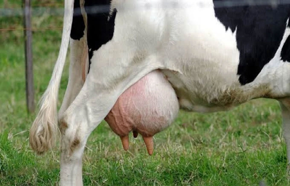 Causes of mastitis and its symptoms