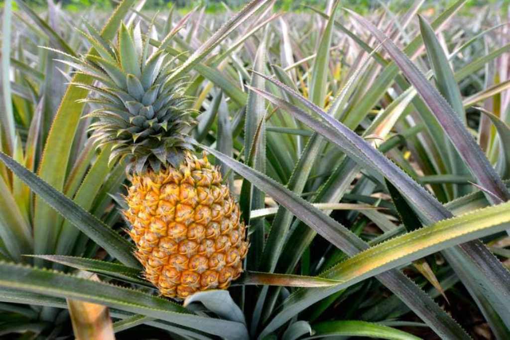How to prepare for pineapple cultivation.