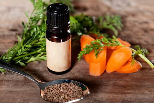 Carrot oil for skin and body