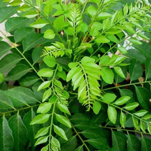 Want to grow curry leaves at home? Here are some tips