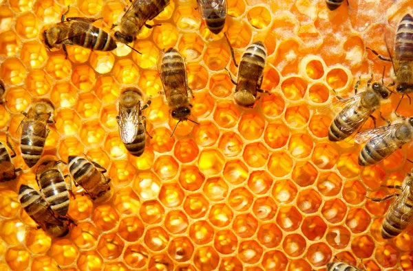 Online training in beekeeping on Oct 11