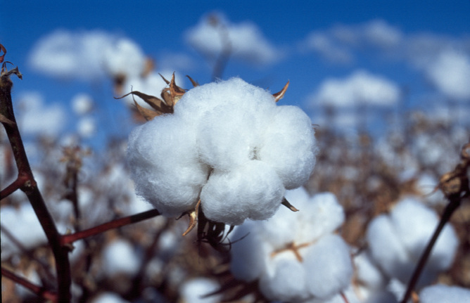 October 7 world cotton day