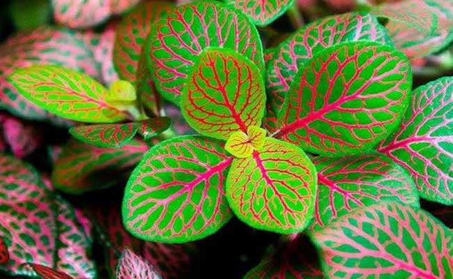 Ornamental plants