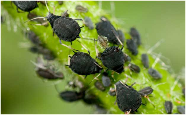 Pests found in terrace farming and their control