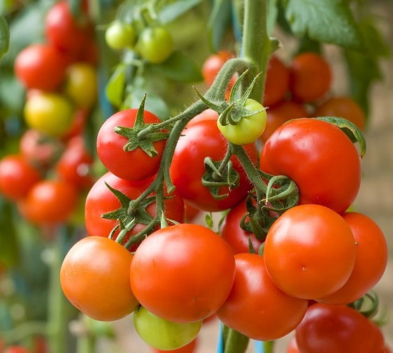 tomato price is decresing in kerala ,arket