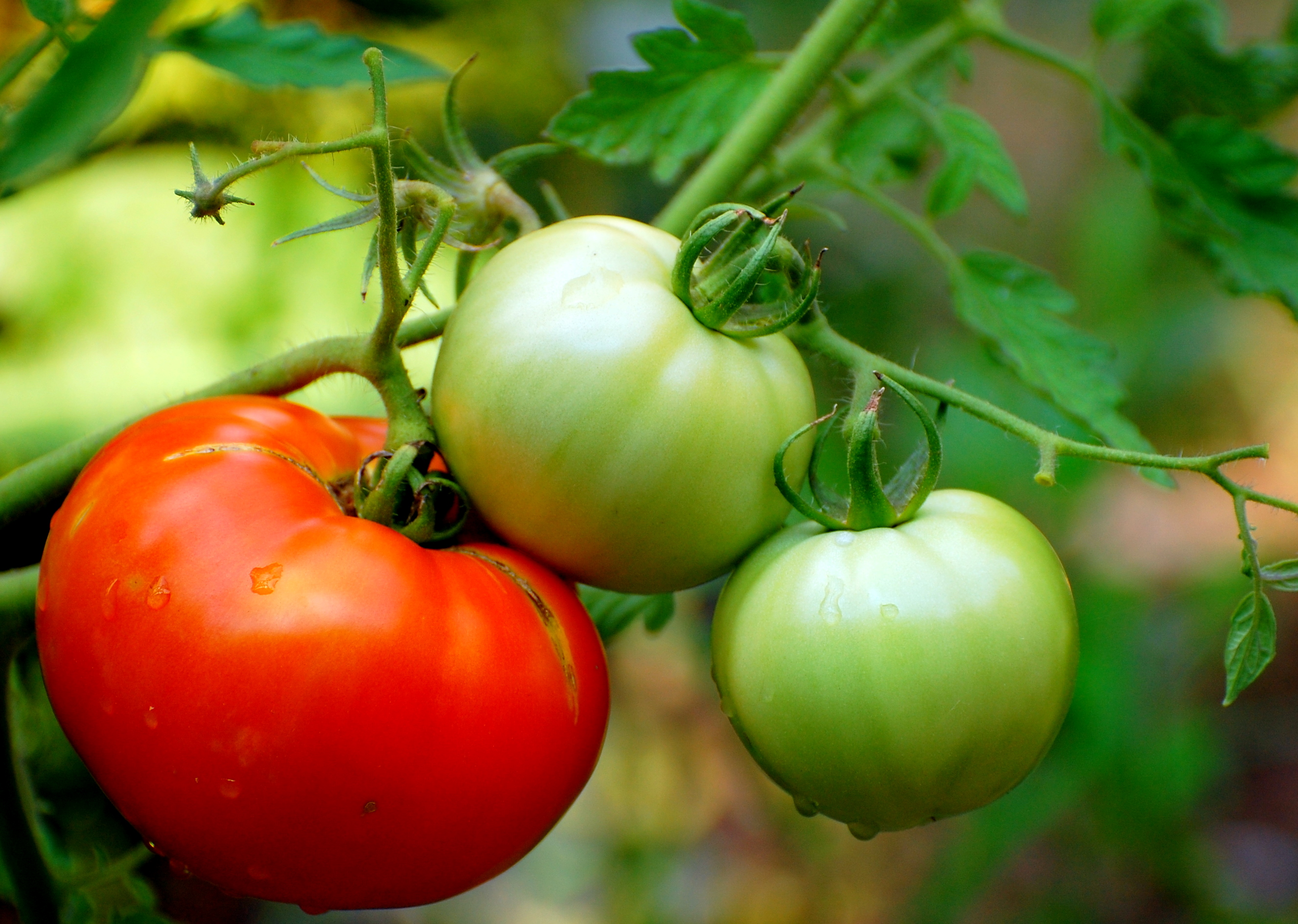 Tomatoes can be grown in October for good yields.