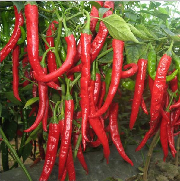 What you need to know about green chilli cultivation