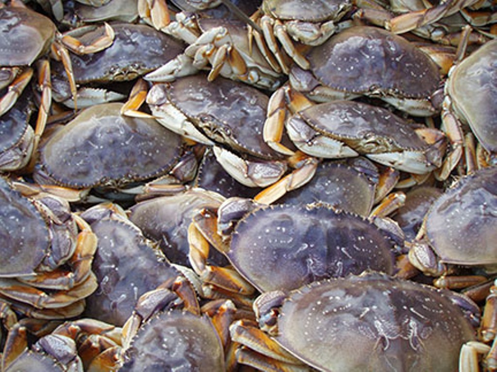 Profitable crab farming; Methods and uses