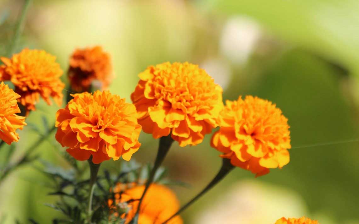Marigold Cultivation: a profitable business