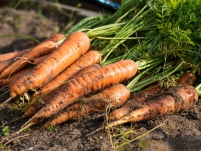 Carrot Cultivation
