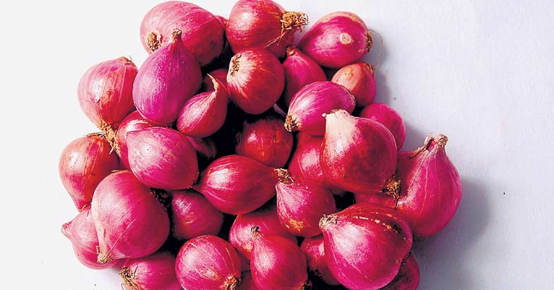 How to cultivate shallots at home