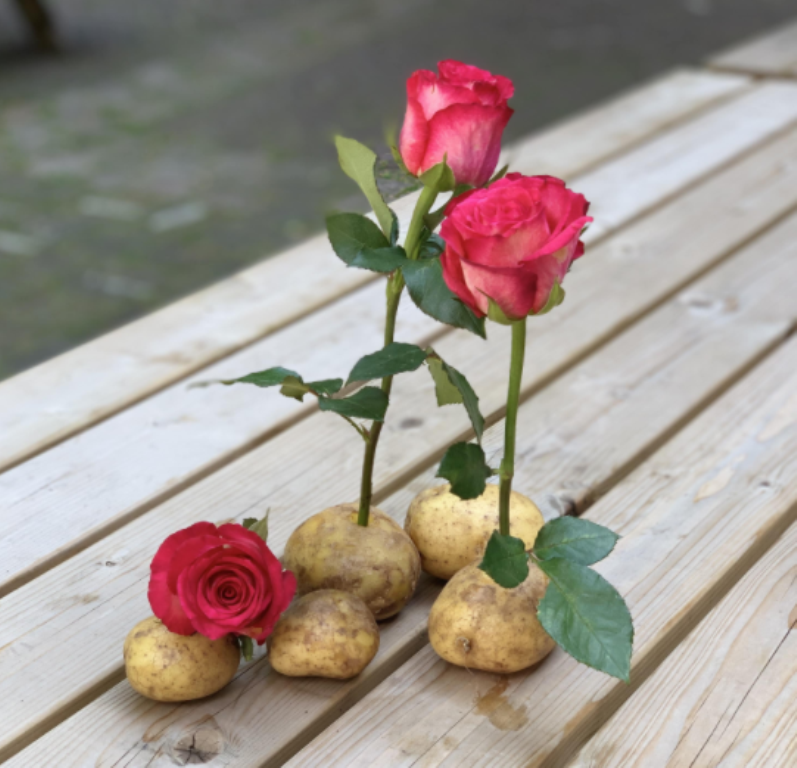 How to grow rose plant in potato