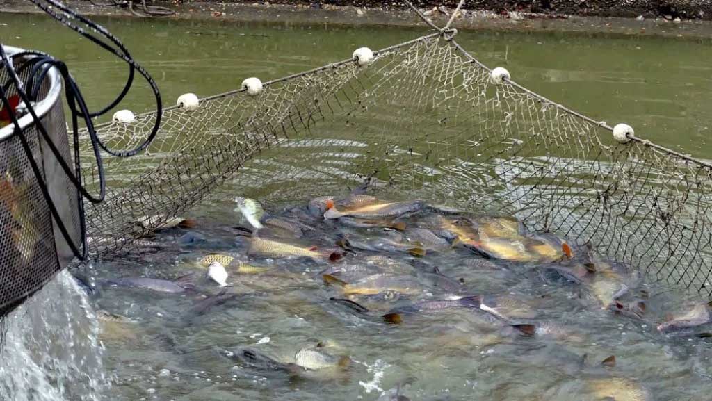 Recirculatory Aquaculture System invites applications for Fish Farming