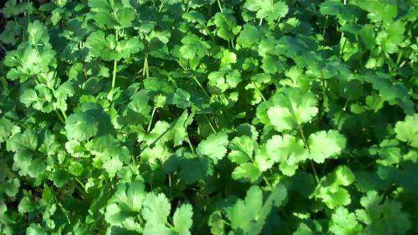 Coriander cultivation at home