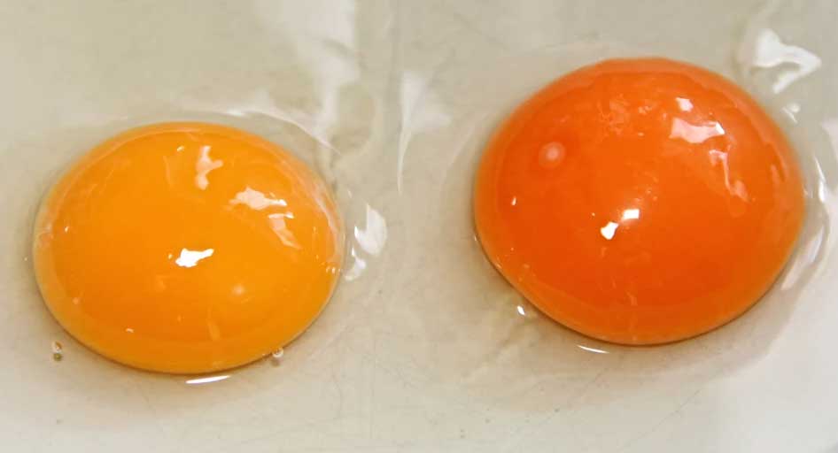 Beware of these color variations found in eggs!
