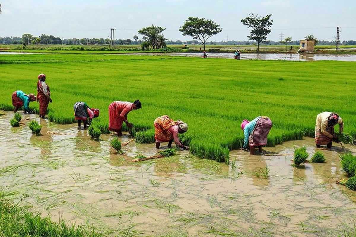 Paddy prices: Food minister says govt is with farmers