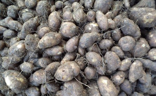 Chinese Potato (koorka) Farming