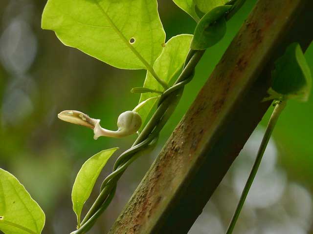 Garudakkodi (Aristolochia Indica)