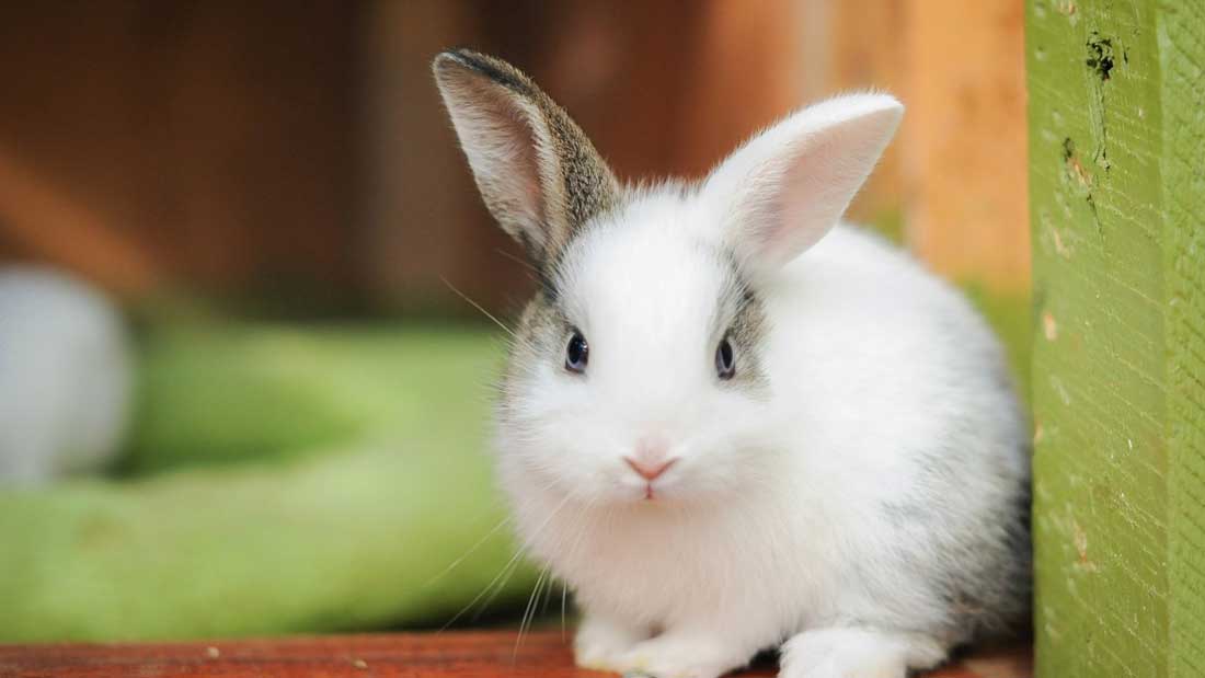 How much minerals do rabbits need?