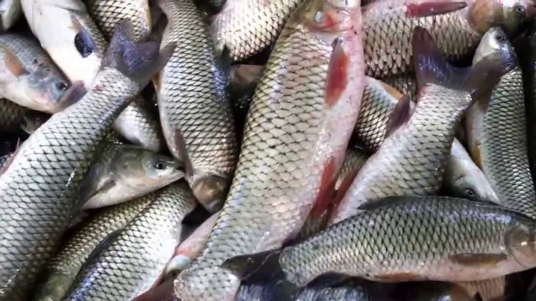 Kerala-Vietnam talks open up vast potential in agro-fisheries