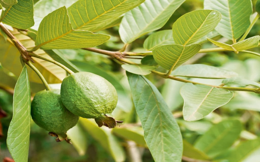 Guava and leaf benefits