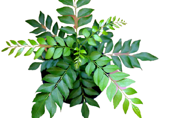 Curry leaves for Healthy Hair