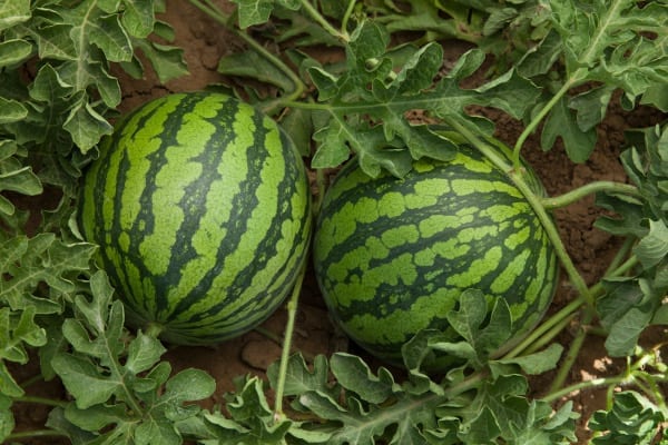 Water melon Cultivation