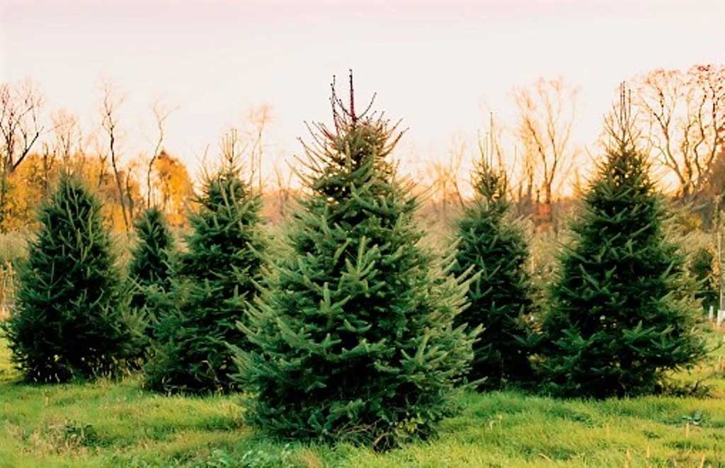 By growing Christmas trees, you can earn better income