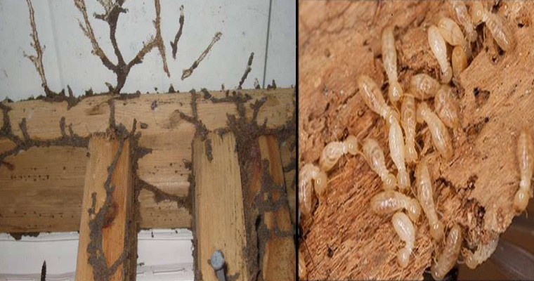 simple ways to manage termites in the field