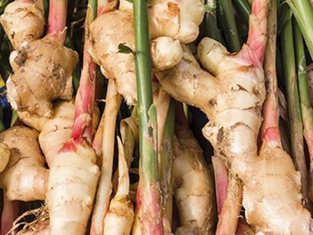 How to grow ginger without soil
